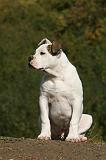 BOULEDOGUE AMERICAIN 330